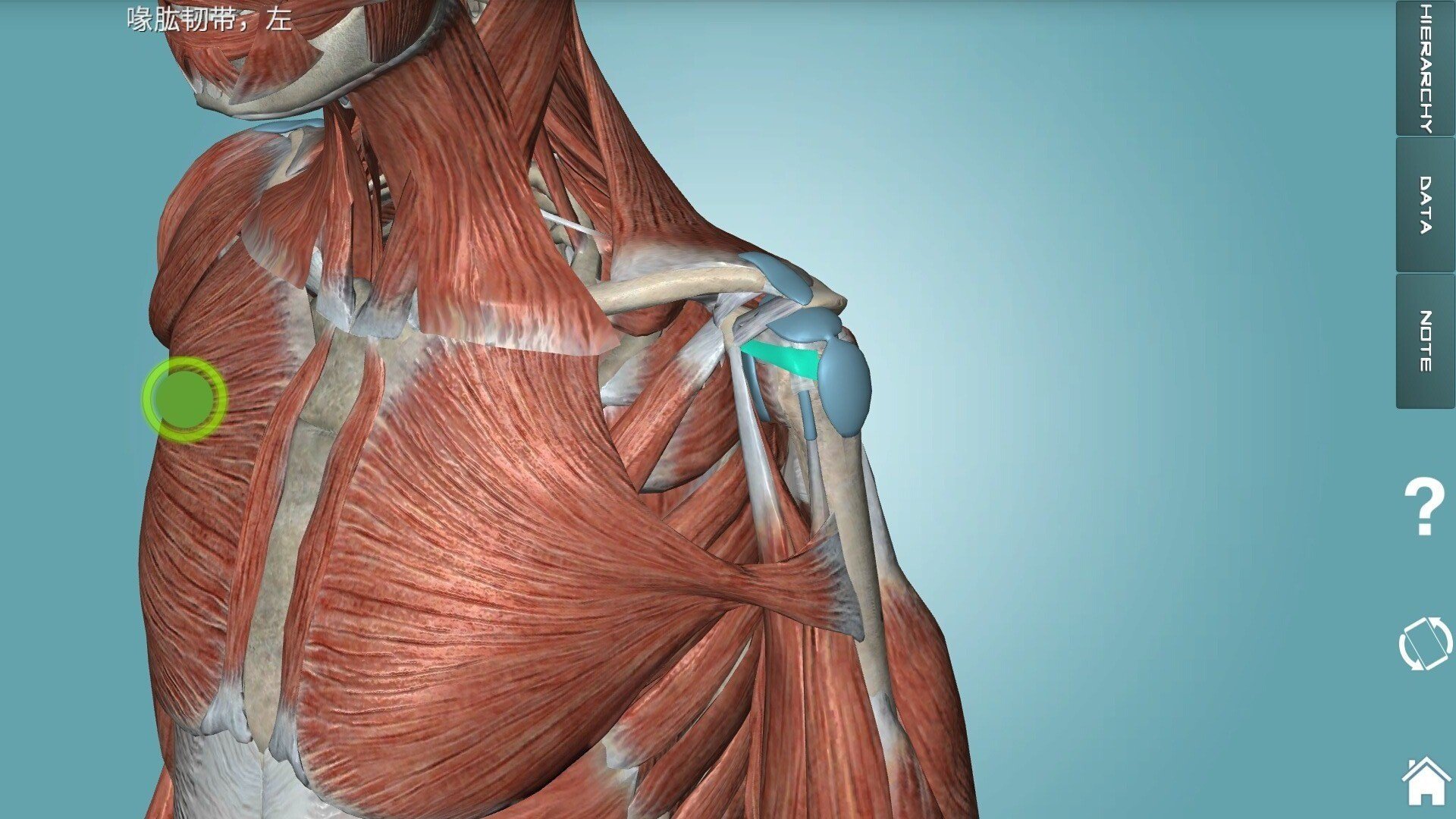 人体解剖学图集手机软件app截图