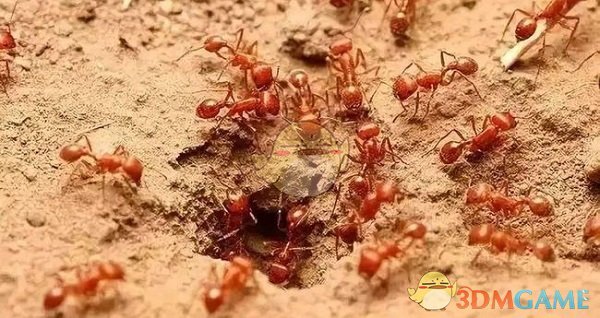 红火蚁的繁殖季节是春季还是秋季