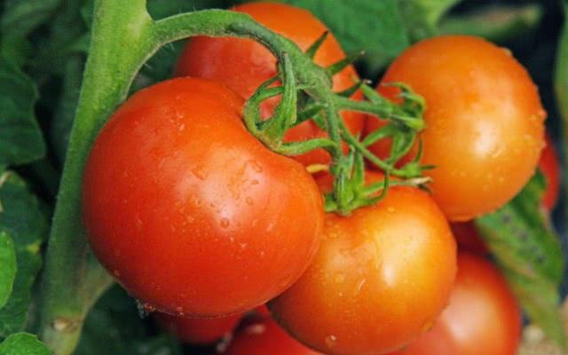 刚买回来的没熟透的西红柿，怎么储存比较好