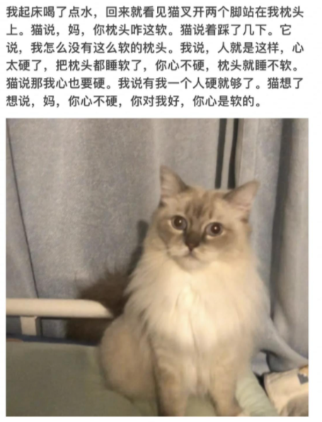 小猫文学是什么梗