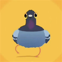 疯狂的鸽子表情包大全