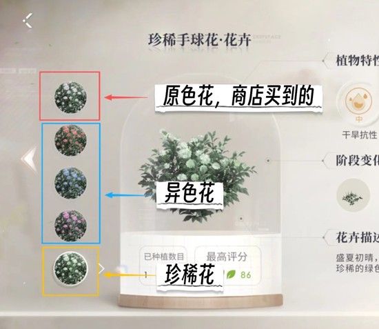 《恋与深空》全新家园懒人法培育花攻略